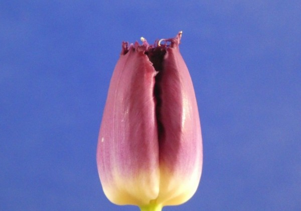 Tulipa, bārkstaina Purple Crystal (DZESĒTI)
