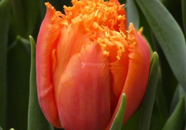 Tulipa, bārkstaina Purple Crystal (DZESĒTI)