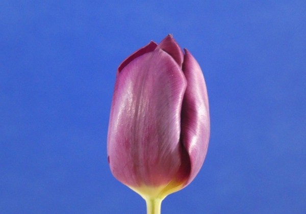 Tulipa, triumfa Purple Lady (DZESĒTI)