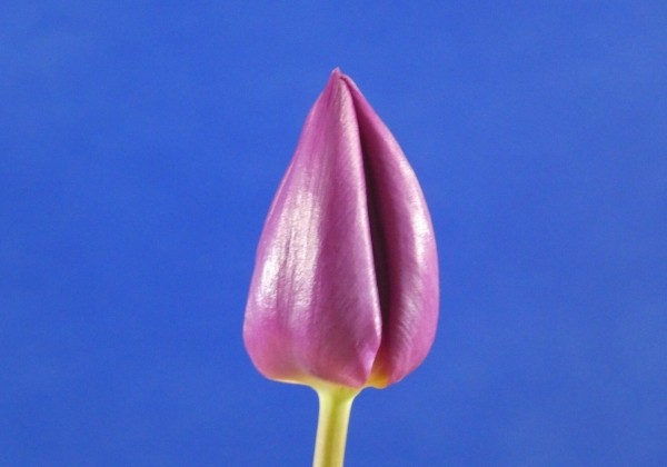 Tulipa, agra, vienk. z. Purple Prince (DZESĒTI)