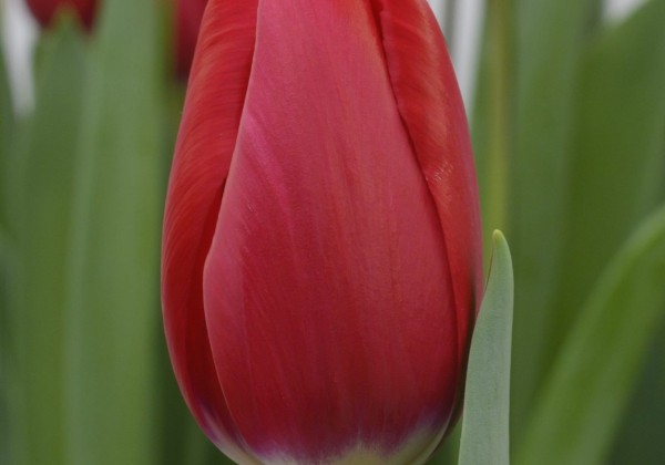 Tulipa, triumfa Red Angel (DZESĒTI)