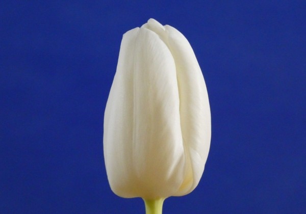 Tulipa, triumfa Richarda