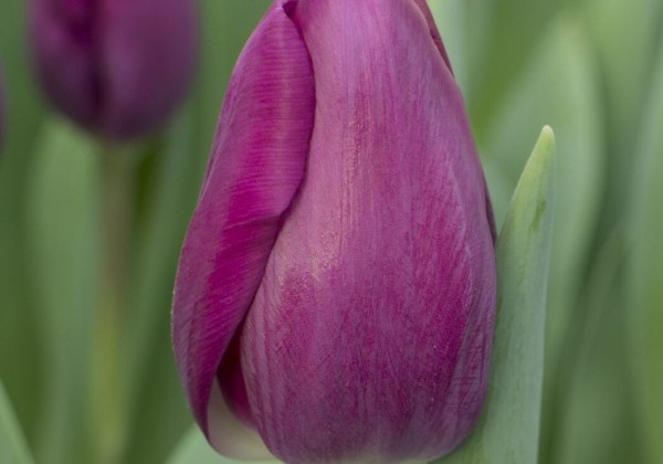 Tulipa, triumfa Roeska (DZESĒTI)