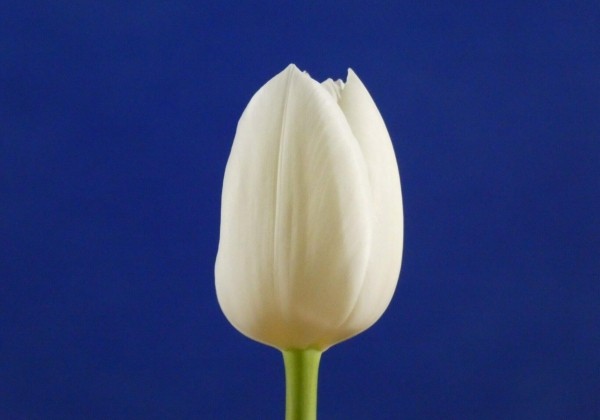 Tulipa, triumfa Royal Virgin