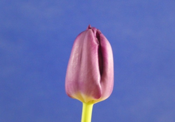 Tulipa, triumfa Saigon (DZESĒTI)
