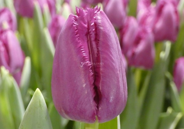Tulipa, bārkstaina San Clemente (DZESĒTI)