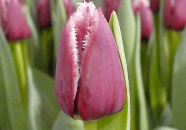 Tulipa, bārkstaina San Martin (DZESĒTI)
