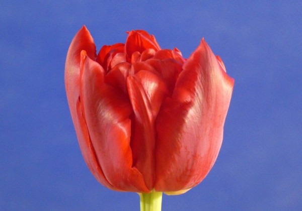 Tulipa, agra, pild. z. Scarlet Verona (DZESĒTI)