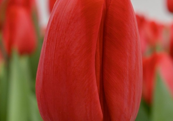 Tulipa, Darvina hibrīds Spot On