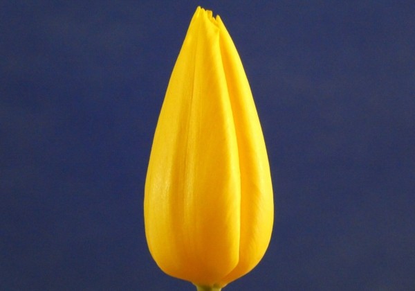 Tulipa, triumfa Strong Gold (DZESĒTI)