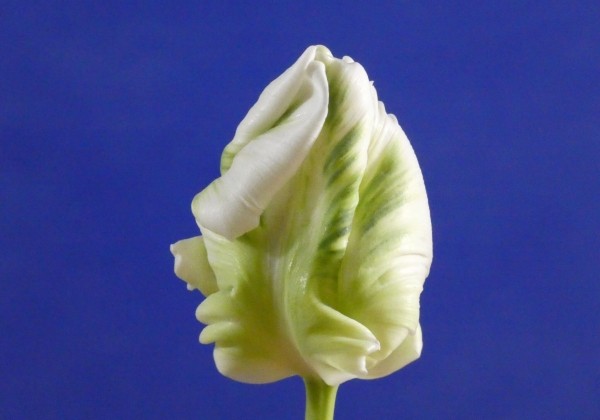 Tulipa, papagaiļziedu Super Parrot