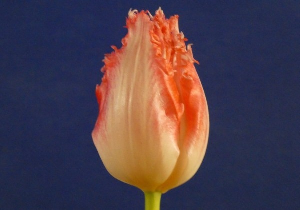 Tulipa, bārkstaina Sweet Simone