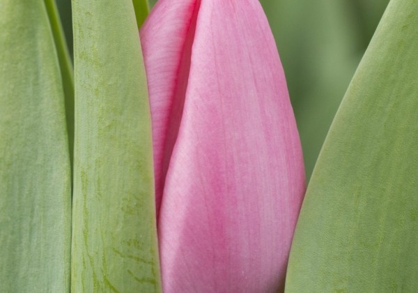 Tulipa, triumfa Tresor (DZESĒTI)