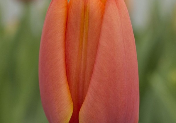 Tulipa, triumfa Triple A (DZESĒTI)