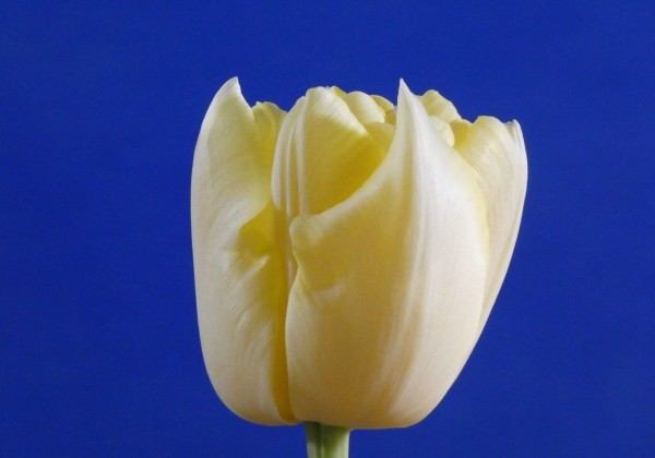Tulipa, agra, pild. z. Verona (DZESĒTI)