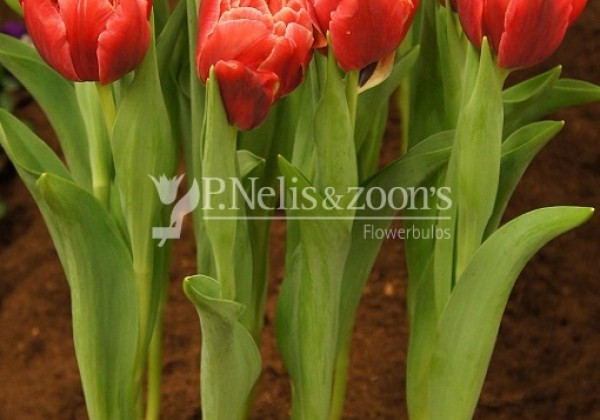 Tulipa, agra, pild. z. Verona Sunrise (DZESĒTI)