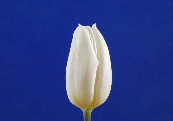 Tulipa, triumfa White Flag (DZESĒTI)