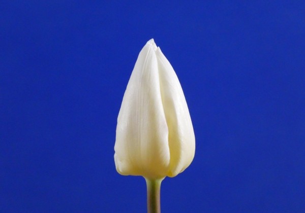Tulipa, triumfa White Prince
