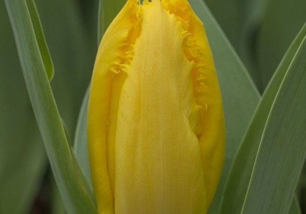 Tulipa, bārkstaina Yellow Fabio (DZESĒTI)