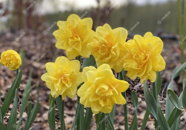 Narcissus, pildītiem z. Sherborne 14/16