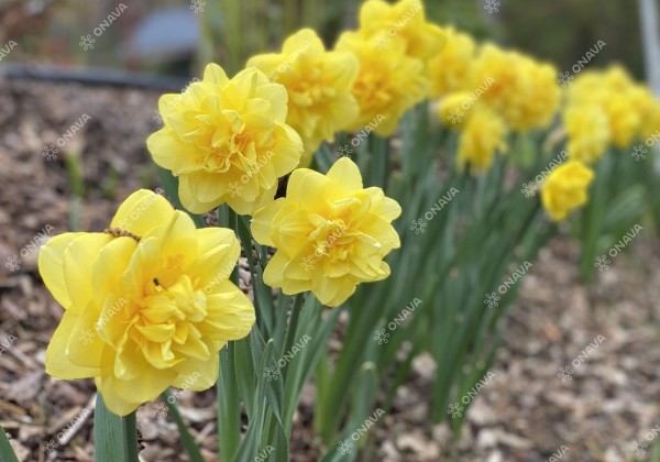 Narcissus, pildītiem z. Sherborne 12/14