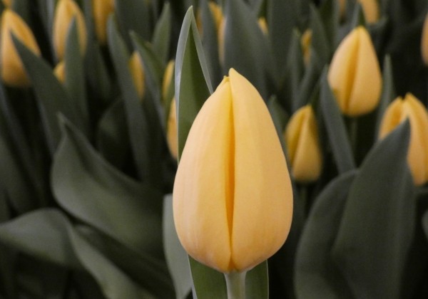 Tulipa, triumfa Avocado (DZESĒTI)