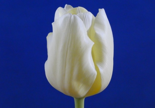 Tulipa, triumfa Cheers (DZESĒTI)