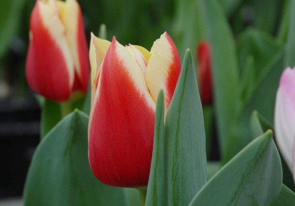 Tulipa, triumfa Delta Queen (DZESETI)