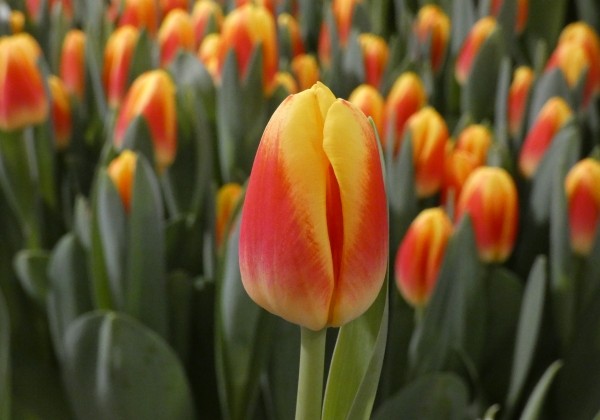 Tulipa, triumfa Disco (DZESĒTI)