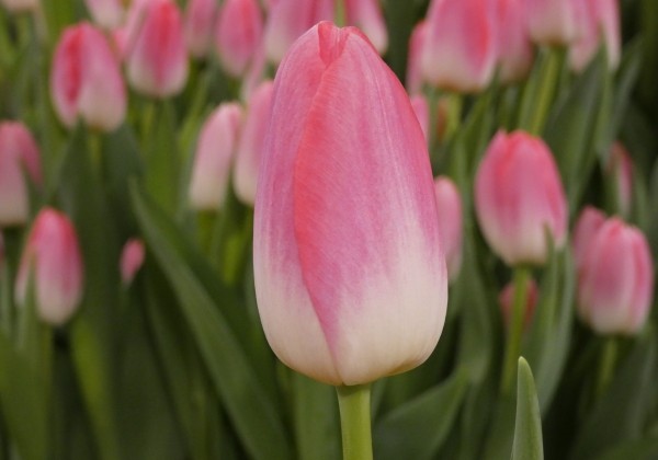 Tulipa, triumfa Dynasty (DZESĒTI)