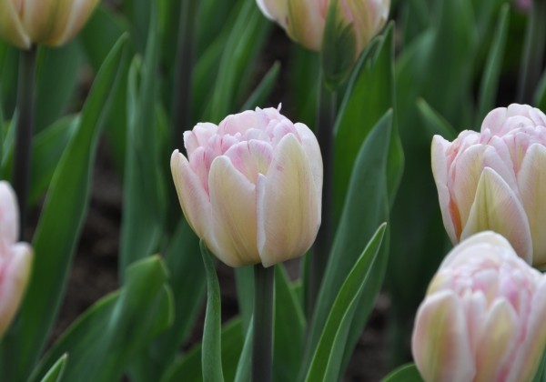 Tulipa, agra, pild. z. Foxtrot (DZESĒTI)