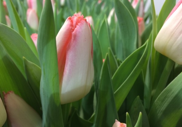 Tulipa, bārkstaina Lingerie (DZESĒTI)