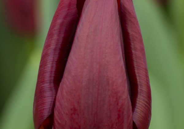 Tulipa, triumfa Mascara