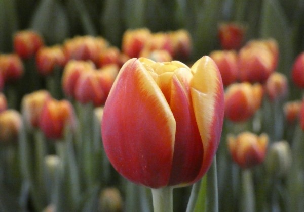 Tulipa, agra, pild. z. Shell (DZESĒTI)