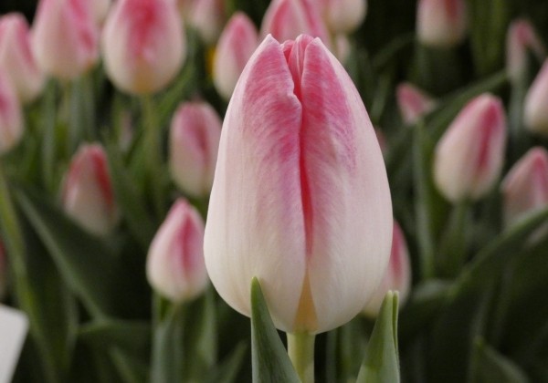 Tulipa, triumfa Sinfonie (DZESĒTI)