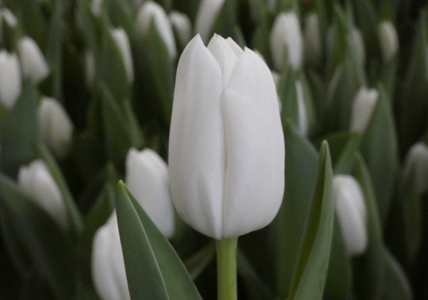 Tulipa, triumfa White Dynasty (DZESĒTI)