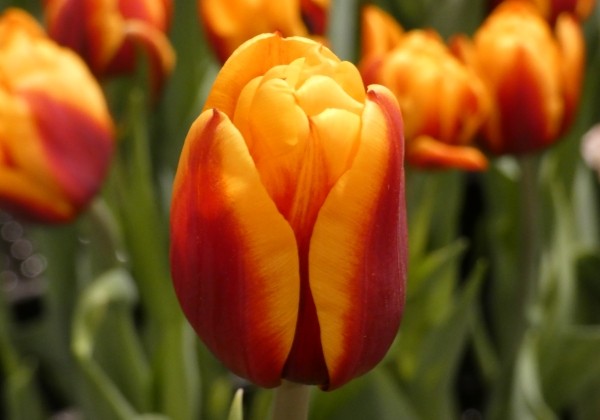 Tulipa, agra, pild. z. Atlas