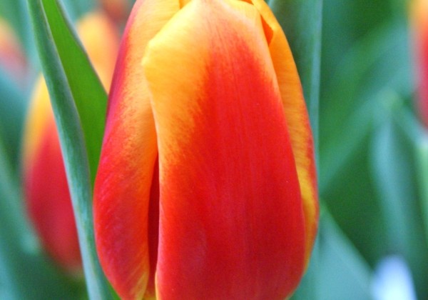 Tulipa, triumfa Bombita (DZESĒTI)
