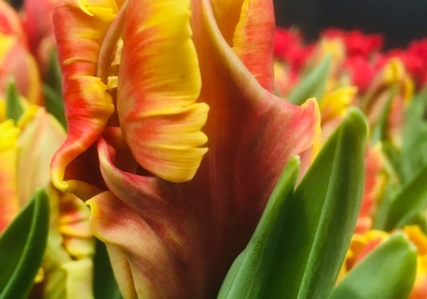 Tulipa, papagaiļziedu Deejay Parrot (DZESĒTI)