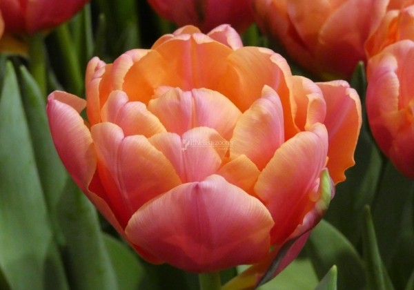 Tulipa, agra, pild. z. Pink Symbiose