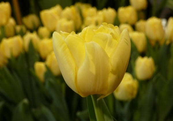 Tulipa, agra, pild. z. Yellow Symbiose