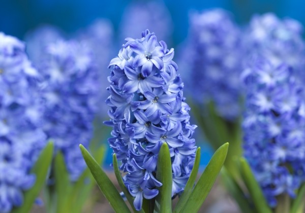 Hyacinthus orientalis Aqua 18/19
