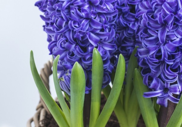 Hyacinthus orientalis Blue Pearl 18/19