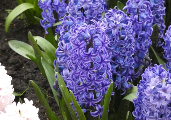 Hyacinthus orientalis Blue Star 18/19