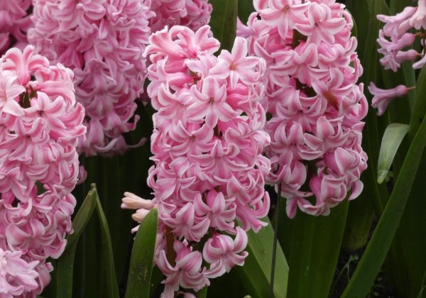 Hyacinthus orientalis Fondant  18/19