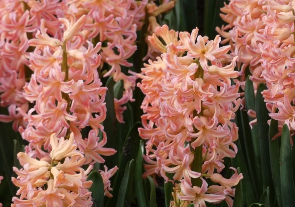 Hyacinthus orientalis Gipsy Queen 17/18