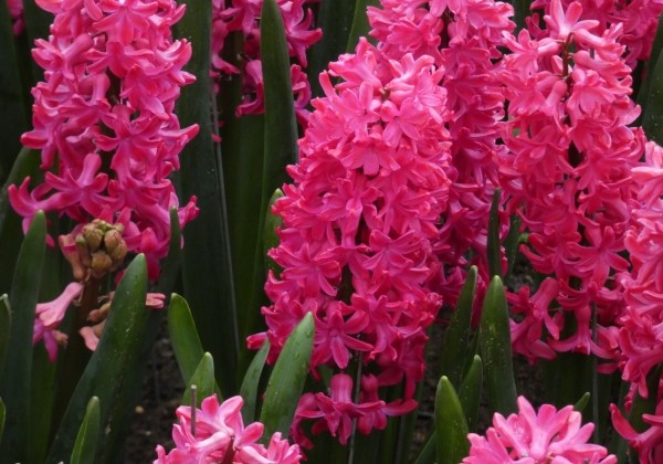 Hyacinthus orientalis Jan Bos 17/18