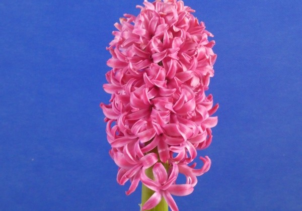 Hyacinthus orientalis Pink Pearl 18/19