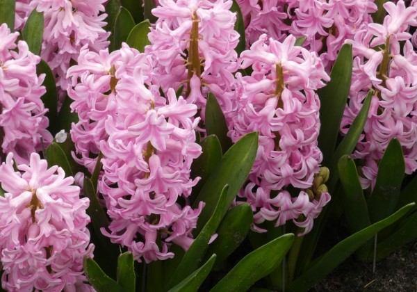 Hyacinthus orientalis Pink Surprise 18/19