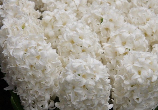 Hyacinthus orientalis Top White 18/19